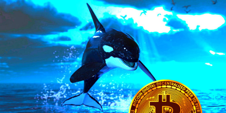 遠古鯨魚復甦 740 枚比特幣！在塵封 9 年後價值成長 6,400 倍