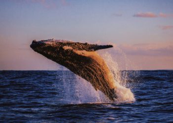 巨鯨翻身！單筆2.9億美元比特幣從幣安轉入錢包；大戶抄底24小時累積20000BTC