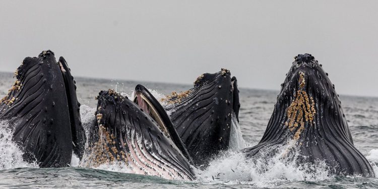 市場短評 | 比特幣巨鯨狹帶100億美元回歸、20億美元選擇權週五到期