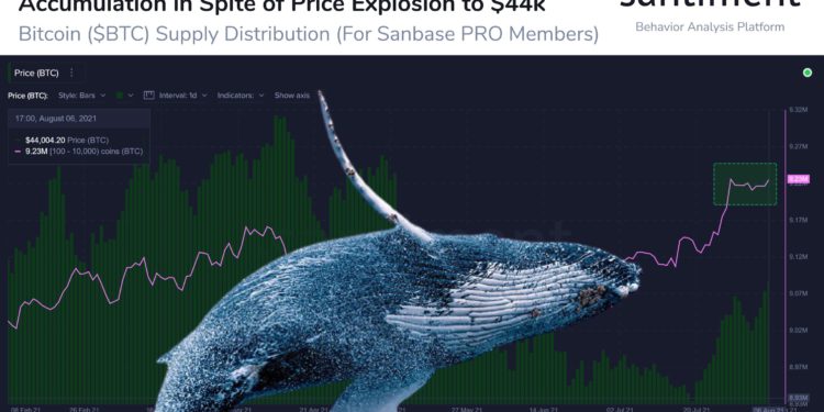Santiment :「比特幣巨鯨持有量」達 923萬顆BTC!3大數據網站釋長期利多 | 動區動趨-最具影響力的區塊鏈新聞媒體 Santiment :「比特幣巨鯨持有量」達 923萬顆BTC!3大數據網站釋長期利多