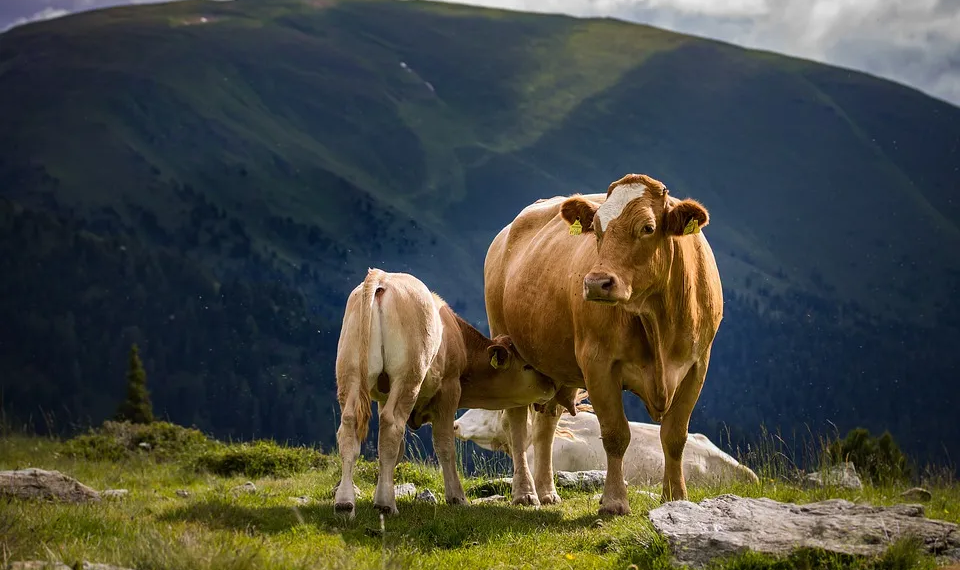 觀點 | 牛市到頂了嗎？圈外投資者現在怎麼看比特幣、區塊鏈？