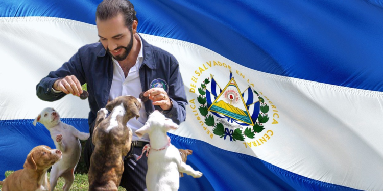 抄底比特幣大成功！薩爾瓦多 : 將用400萬美元獲利，建設現代化寵物醫院