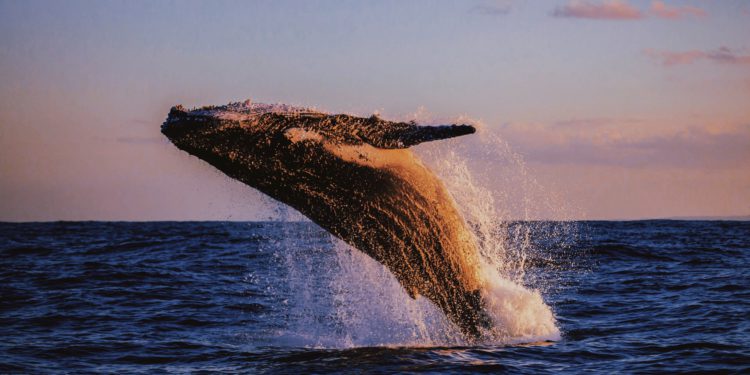 沈睡8年，巨鯨將「1.5億美元」比特幣全數轉出！2,207 BTC已漲50,000%