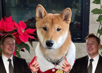 新狗幣 SANTA FLOKI 單日漲 142 倍！馬斯克發推愛犬聖誕裝照 ($Hohoho）