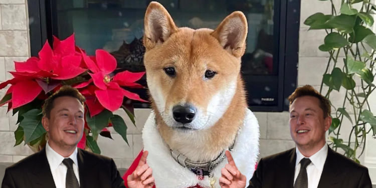 新狗幣 SANTA FLOKI 單日漲 142 倍！馬斯克發推愛犬聖誕裝照 ($Hohoho）