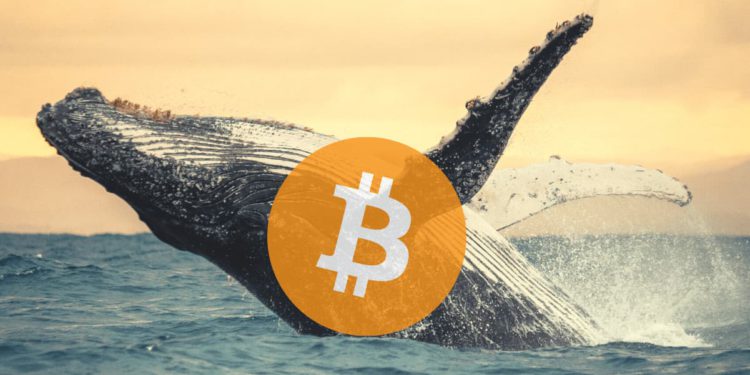 巨鯨趁暴跌大買1093顆比特幣，總持倉超越微策略！方舟投資 : 2030年BTC或漲破100萬鎂