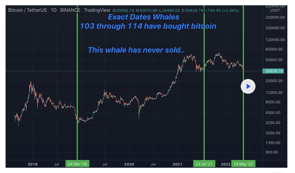 btc whale 220517 2 | 動區動趨-最具影響力的區塊鏈新聞媒體