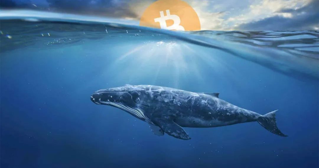 熊市來了，Top50巨鯨們的錢都去了哪兒？