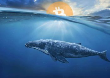 熊市來了，Top50巨鯨們的錢都去了哪兒？