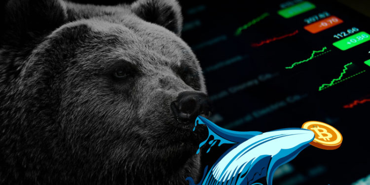 Glassnode：比特幣鏈上活動入熊，但蝦米、巨鯨「強烈囤幣」趨勢顯現