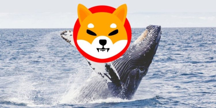 一鯨魚掃貨20兆顆柴犬幣！2.1億鎂創史上最大單筆交易；SHIB擬推出穩定幣、獎勵代幣