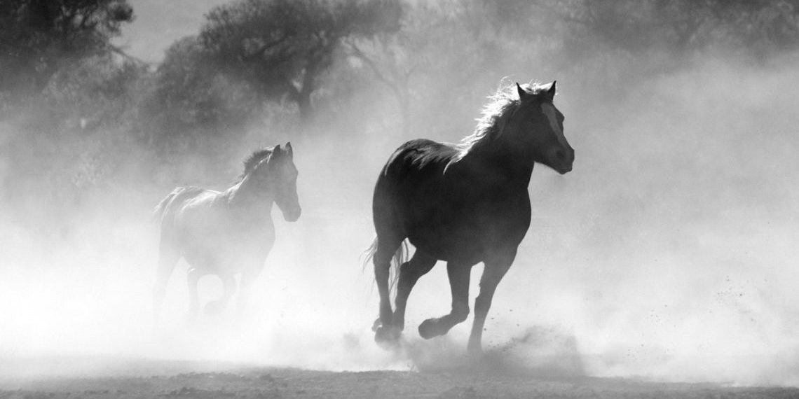 horses-430441_1280-e1609756111988 | 動區動趨-最具影響力的區塊鏈新聞媒體 投資邏輯|Soundwise創辦人分享:”5步驟” 篩選出優質加密項目