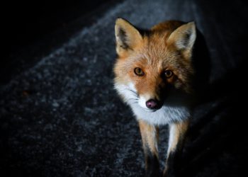 Metamask隱私｜區塊鏈安全從業者：回顧加密貨幣監管歷史進程