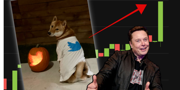 截圖 2022-11-01 13.20.53 | 動區動趨-最具影響力的區塊鏈新聞媒體 馬投顧秀「愛犬穿推特T恤」,狗狗幣瞬漲12%破0.14!7天漲幅135%