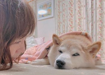 狗狗幣本柴「Kabosu」傳病危，幣圈名人集氣盼早日康復