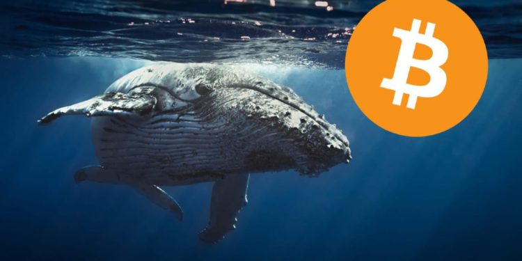 Resumen-semanal-de-la-actividad-de-las-Ballenas-Bitcoin-178369-BTC-movilizados-que-sigue-1024x576 | 動區動趨-最具影響力的區塊鏈新聞媒體 國際清算銀行:散戶常當巨鯨接盤仔!多數BTC定投者都虧損