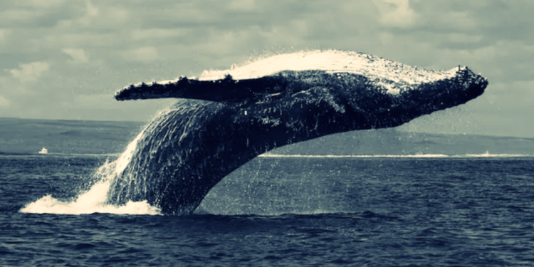 | 動區動趨-最具影響力的區塊鏈新聞媒體 這隻巨鯨賺進百倍利潤,你至少要學到他的交易策略