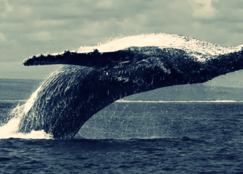 巨鯨入市！ Circle鑄造1.4億枚USDC；16萬顆 ETH 存入質押