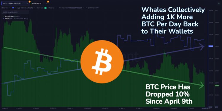 比特幣巨鯨不畏崩盤，每天增持 1000 枚 BTC，反彈將至？