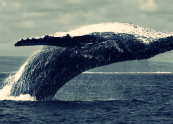 比特幣還是大哥！ETH/BTC匯率近月跌逾11%，巨鯨做多虧掉400萬鎂