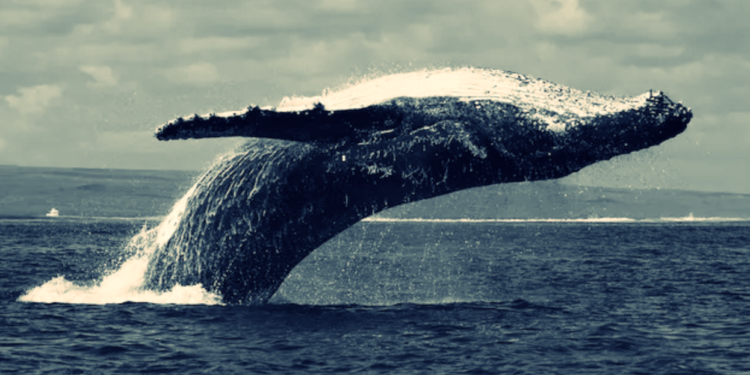 比特幣還是大哥！ETH/BTC匯率近月跌逾11%，巨鯨做多虧掉400萬鎂