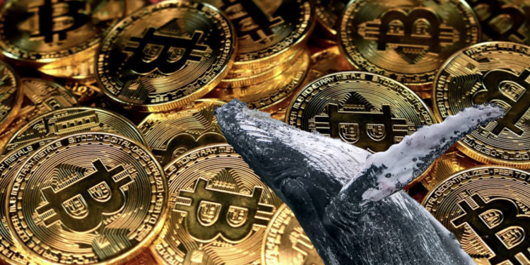 大波動預警》巨鯨流入交易所BTC創今年新高！比特幣力守2.9萬