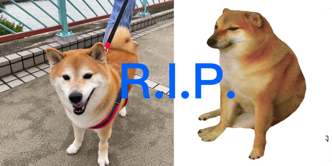 慟》Bonk迷因「小廢柴」Balltze 手術中長眠，網集氣馬斯克探望狗狗幣本柴