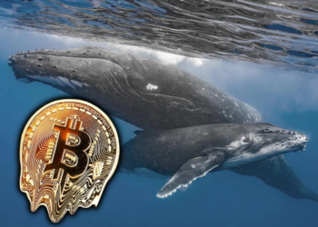 比特幣「富豪榜」上的巨鯨們，現在都怎麼了？