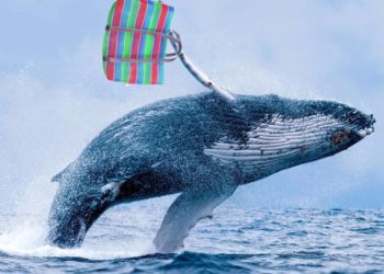 比特幣暴漲的這幾天，巨鯨們在鏈上買了哪些幣？