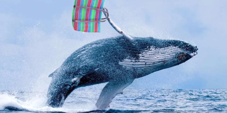 比特幣暴漲的這幾天，巨鯨們在鏈上買了哪些幣？