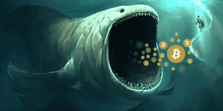Bitcoin-whales-sell-off | 動區動趨-最具影響力的區塊鏈新聞媒體 比特幣暴跌原因?沉睡14年「中本聰同梯礦工」出清 1000 BTC,獲利翻24萬倍