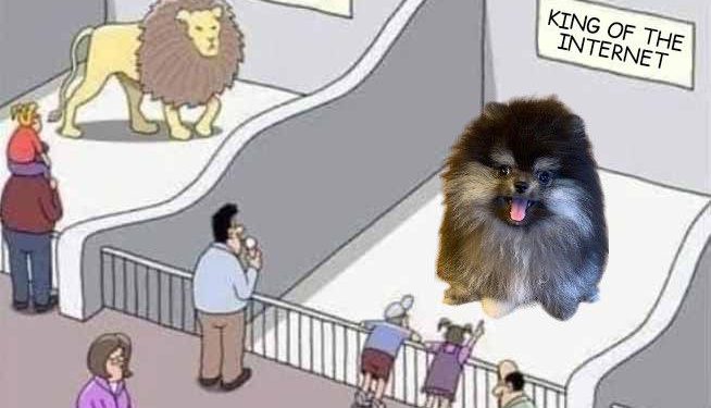 麻吉大哥迷因幣$Bobaoppa提前開盤「倒V轉跌」！僅將3成SOL加入流動池、其餘質押賺利息