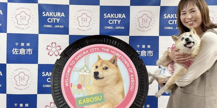 kabosu | 動區動趨-最具影響力的區塊鏈新聞媒體 紀念狗狗幣Doge本柴!日本千葉縣為KABOSU設立雕像與地方迷因人孔蓋