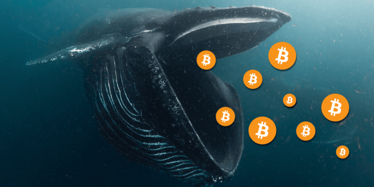bitcoin-whale 1 | 動區動趨-最具影響力的區塊鏈新聞媒體 美國CPI爆擊市場,為何比特幣不跌反漲?分析師:巨鯨正加速「逢低買入BTC」