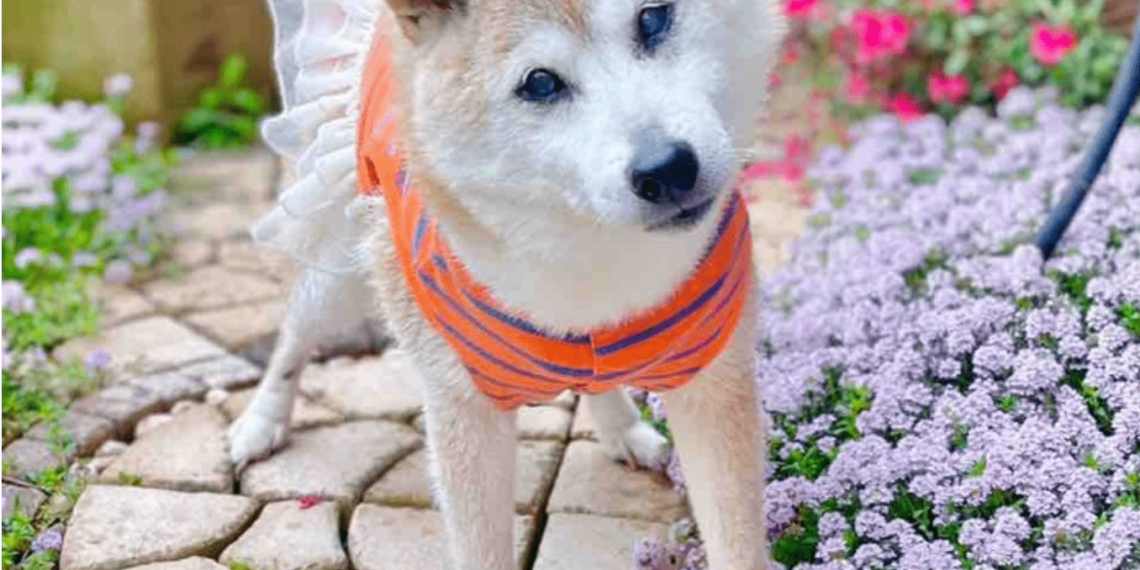 慟！狗狗幣柴犬本尊 Kabosu 過世！迷因始祖走了 DOGE 劇烈波動