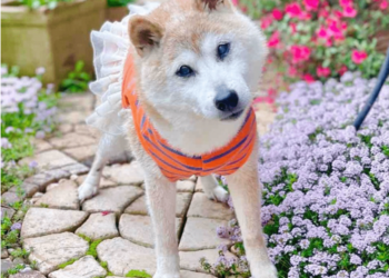 慟！狗狗幣柴犬本尊 Kabosu 過世！迷因始祖走了 DOGE 劇烈波動