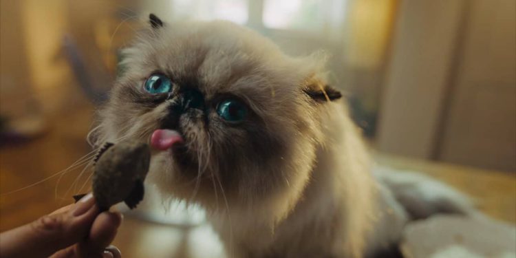 naE7XcIQpao15ar3 | 動區動趨-最具影響力的區塊鏈新聞媒體 Coinbase暴力加持》貓咪迷因幣MIGGLES三天飆漲3000倍,竄紅原因是什麼?