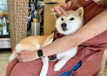 新狗王登基》Doge主人新養柴犬「Neiro」霸佔各大公鏈迷因幣榜