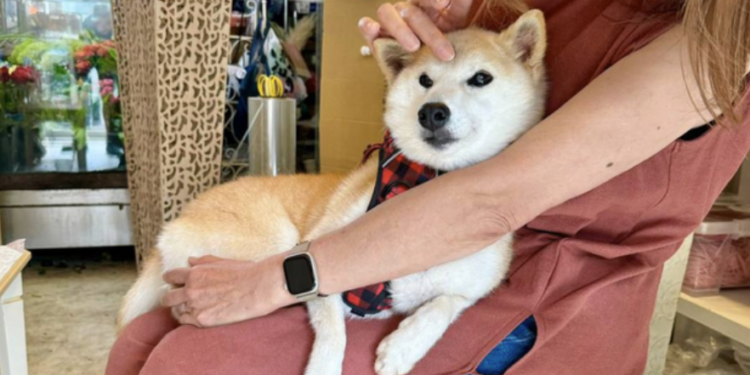 新狗王登基》Doge主人新養柴犬「Neiro」霸佔各大公鏈迷因幣榜