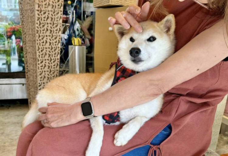 新狗王登基》Doge主人新養柴犬「Neiro」霸佔各大公鏈迷因幣榜 | 動區動趨-最具影響力的區塊鏈新聞媒體