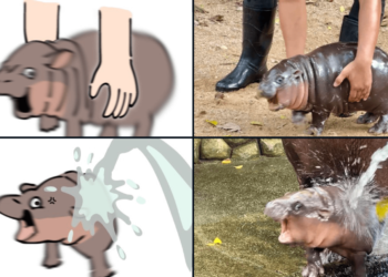 超萌！泰國「彈跳豬」侏儒小河馬爆紅，迷因幣$Moo Deng三天飆漲6倍