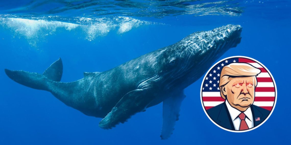 僅用$96爆賺300多萬美元！川普迷因幣 TRUMP 早期巨鯨開始出貨