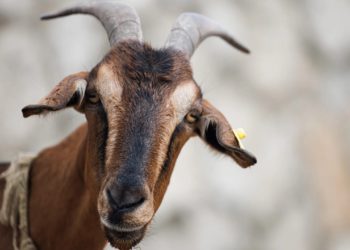 一位媒體小編，如何發現$GOAT並賺了250倍？