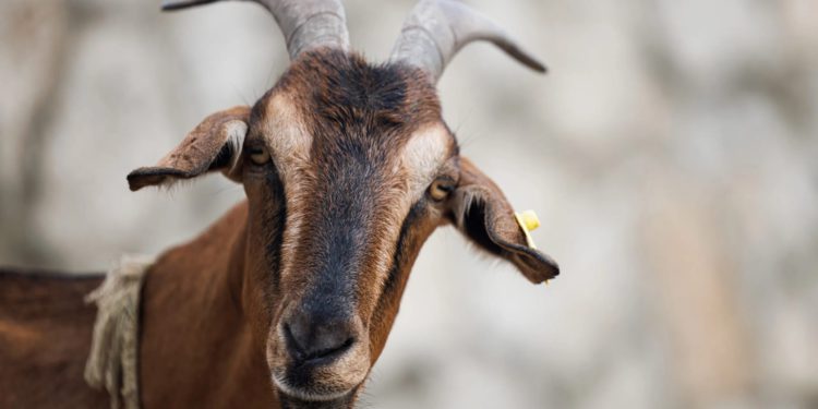 一位媒體小編，如何發現$GOAT並賺了250倍？