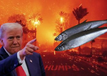 洛杉磯大火》川普嗆州長「救魚不救火」迷因幣 smelt 一度暴漲 11700%