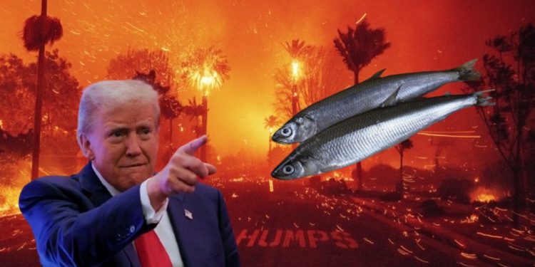 洛杉磯大火》川普嗆州長「救魚不救火」迷因幣 smelt 一度暴漲 11700%