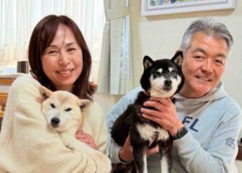 Doge主人推官方柴犬幣$COCORO、市值破億後慘崩60%，社群嘆：迷因幣市場沒救了