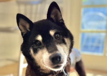 技術》學習 EVM 系鏈上分析：以 $COCORO 為例