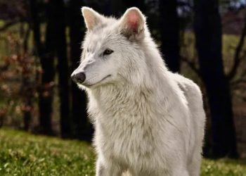 美生技公司「復活」滅絕1.2萬年的恐狼：提取化石DNA，3年內有望培育猛瑪象