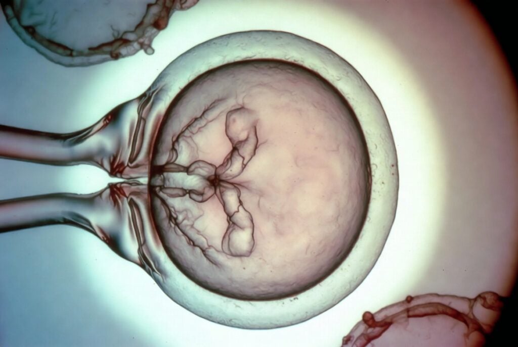 生殖醫學重大突破!Conception 成功將「血液」轉化為早期人類卵子,打造 3D 迷你卵巢